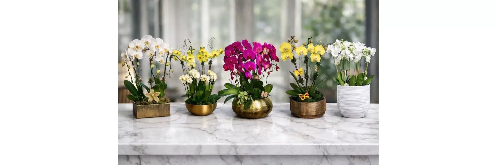 MR Fresh Orchids