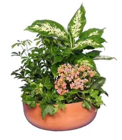GARDEN PLANTER GREEN & BLOOMING PLANTS