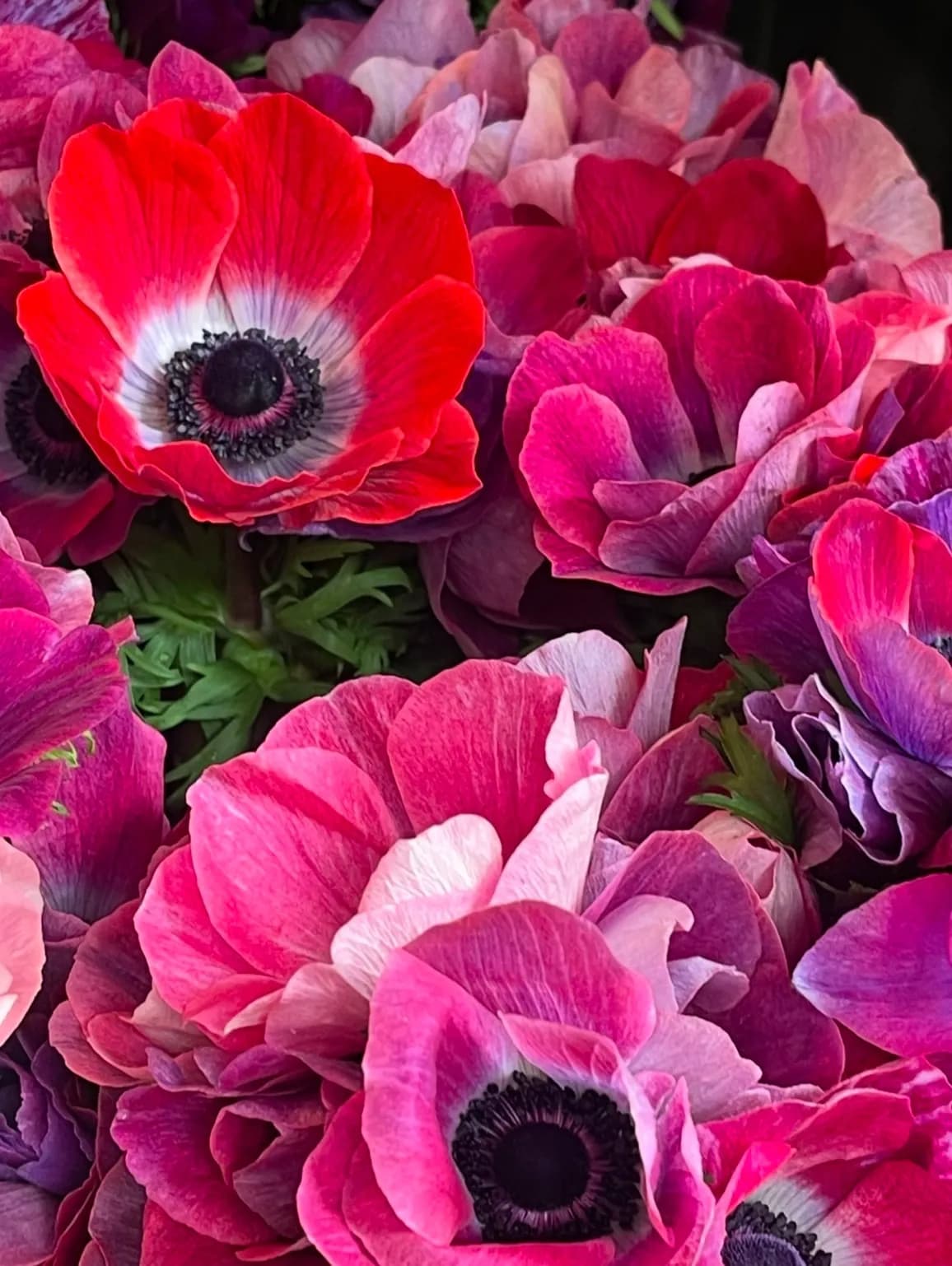 NaturesBlooms