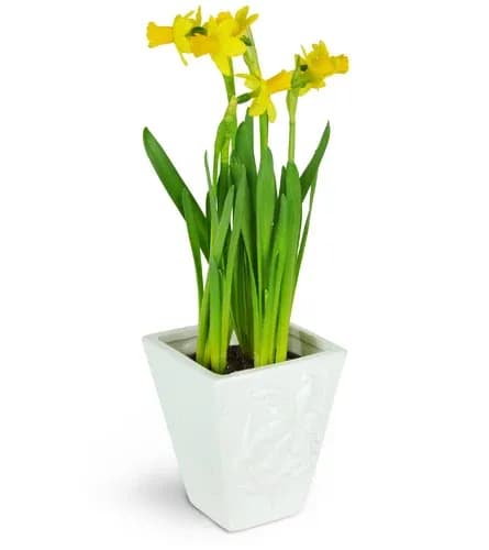 Daffodils