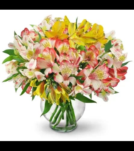 Peruvian Lilies