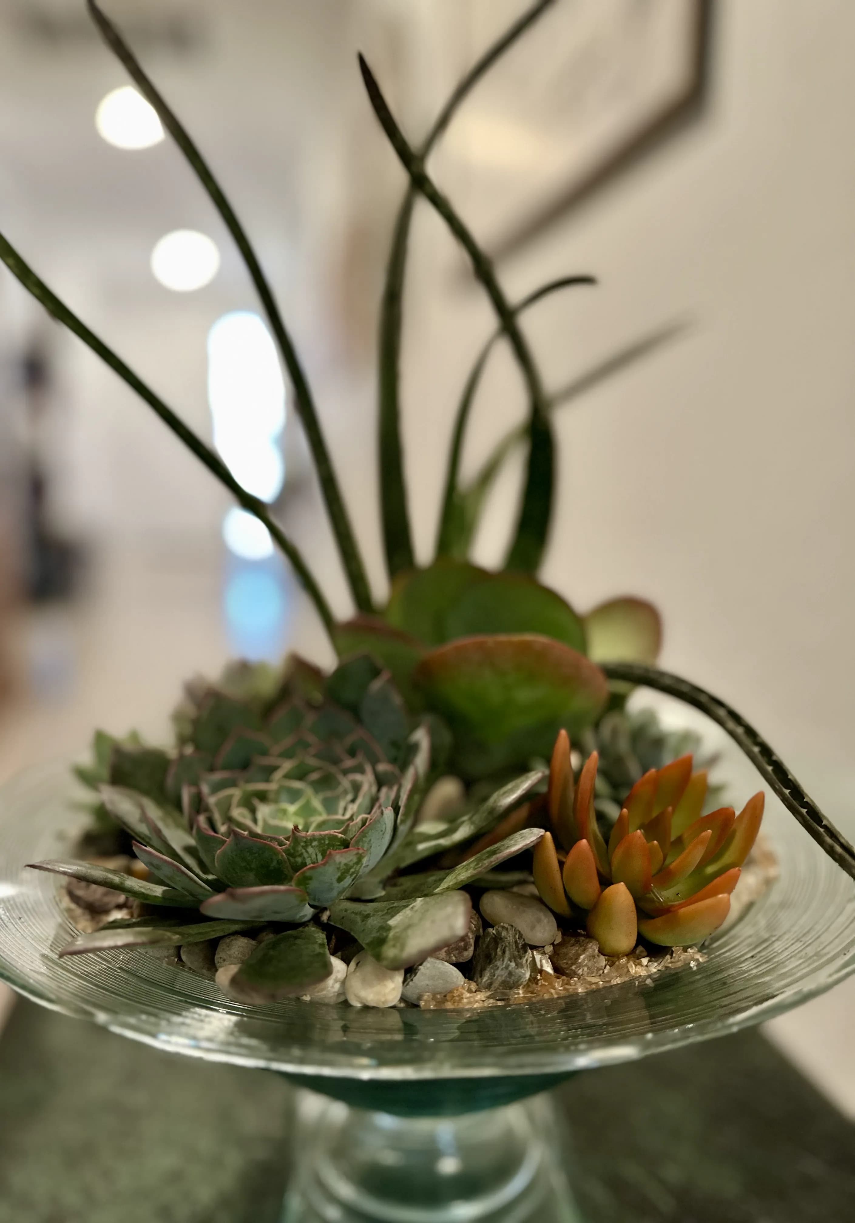 Succulent Garden