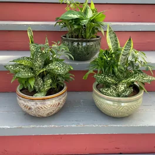 Classic Dish Garden