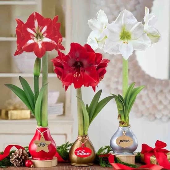 Amaryllis Blooming Bulbs