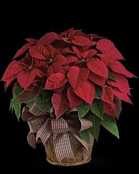 Large Red Poinsettia